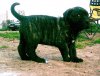 ELKO OF DOGO PARADISE