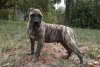CAZA MAYOR BURY CANARIO