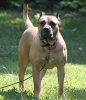 BUCCIONE FRANCESCA DE FENCING DOGS