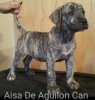 AISA DE AGUILON CAN