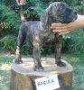 BAGIRA ALFA FAMILY DOG