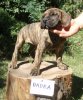 BADRA ALFA FAMILY DOG