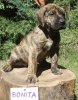 BONITA ALFA FAMILY DOG