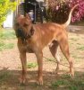 ARON DE CABEZA GRANDE