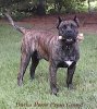 DARKO PERRO PRESA GRAND