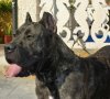 CATIANA DEL CHORO