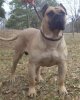 ZANCO DE BARNACAN BULL