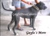 MORO DE GAYFA