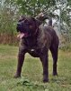 ATHOS DE ZOOCOSMOS