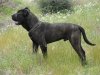 BARTON PROTECTION SPIRIT (NEGRO)