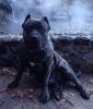 FURFUR DE IRONHORSE
