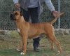 ARETI PROTECTION SPIRIT