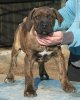 SIMBA DE SPARTAN D KENNEL