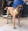 DIEGO