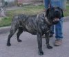 NEGRA DE RANCHO BRAVO