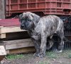 APOLLO BEST WORKING CANARIO