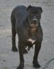 MARIVI DE KING ZULU