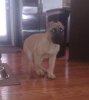 D&AMP;C IRONBRED MYA