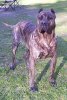 NEVADA DE CASA LA LUNA (FREYA)