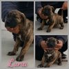 FEARLESS GUARDIAN'S LUNA