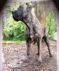 MADURO DE SPALATO BULL (KAI)