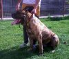 EKTOR DE MOZACAN BULL