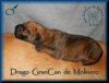 DRAGO GRANCAN DE MOLINERO