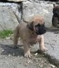 MARUKA DE SPALATO BULL
