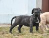 RUNA DE VIKING GUARD KENNEL