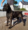 THOR DE MOZACAN BULL