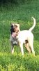 D&AMP;C IRONBRED KOBA
