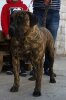 ASIA DE DOG REAL