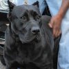 KING SIZE KENNELS ANGEL