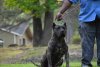 KINGDOM K9 KENNEL'S GRISELDA BLANCO