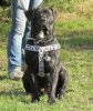 BREEA DE MOZACAN BULL