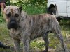 THOR DE GUARDIAN CAN CANARIAS