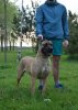 BARKA