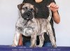 VARVAR PERRO PRESA GRAND