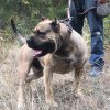 PERROS CANARIOS OROS FIGO