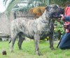 TOCHO DE BARNACAN BULL