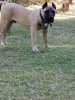 CLYDE ARDOR BULL