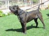 NEGRO DE KING ZULU