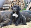 D'ARTEMIS DE SABURO KENNELS