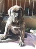 COLT BAD DOGZ CANARIO