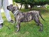 CORI BAD DOGZ CANARIO