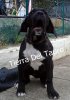 ORCA TIERRA DEL TAURO