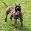 PRINCE DE E&AMP;G KENNELS