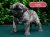 BRINDLE HOOLIGANS CALVINA
