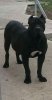 BOSS BULL CANARIO XENA