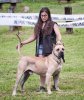 RAGNAR DE VIKING GUARD KENNEL